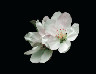 Fototapeta na wymiar spring blossoms. apple tree flowers isolated on black