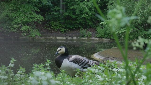 Bernacle Goose in Kaunas Zoo. 4K Handheld Track Footage