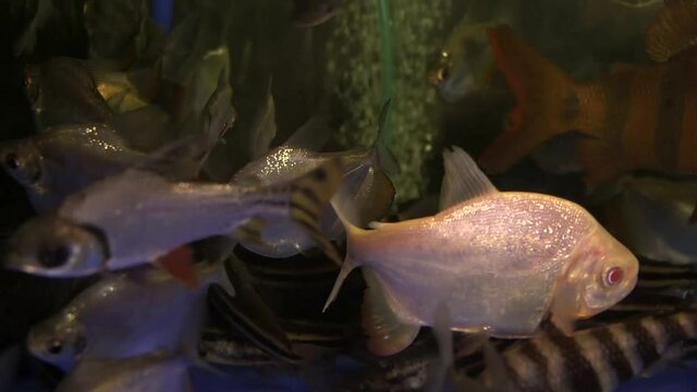 Group of various fresh water fish in aquarium in shop, ready to be bought