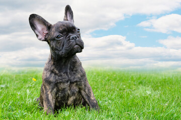 An adorable brown and black brindle French Bulldog Dog, against a dramatic sky background, composite photo