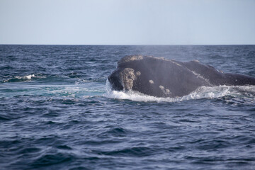 Fototapeta premium Southern Right Whales,Eubalaena australis, mating, Valdes Peninsula, Argentina.