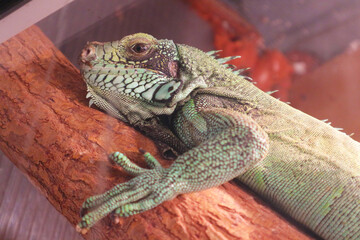 Green iguana in captivity. 