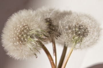  bouquet of fluffy dandelions on a white background with shadows. blogging and spring fashion concept