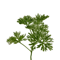 Young juicy stalk of Artemisia absinthium with lush green leaves, isolated on white background. Wormwood close-up, also known as grand wormwood, absinthe, absinthium, absinthe wormwood