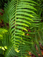 fresh green fern leaves in natural forest background