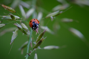Ladybug in summer, Dovje, Slovenia