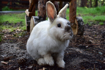 White rabbit with a black spot on the nose in the park