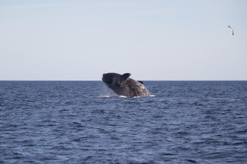 Obraz premium Whale jumping in Peninsula Valdes,Puerto Madryn, Patagonia, Arg