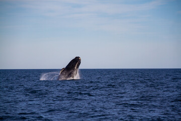 Fototapeta premium Whale jumping in Peninsula Valdes,Puerto Madryn, Patagonia, Arg