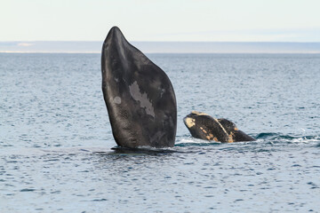 Whale fin and young whale in Puerto Madryn, Argentina. - Powered by Adobe