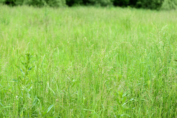 Green grass in a summer meadow closeup. Natural background