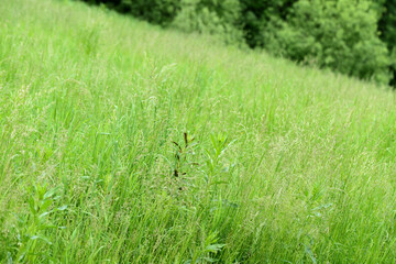 Green grass in a summer meadow closeup. Natural background