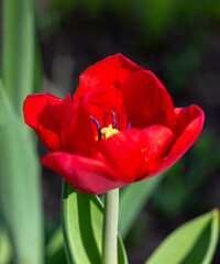 Flower red tulip close-up, vertical photo. Spring flower on green flower bed