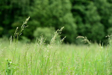 Green grass in a summer meadow closeup. Natural background