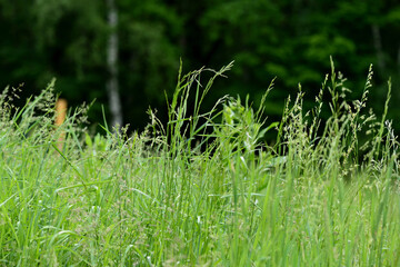 Green grass in a summer meadow closeup. Natural background
