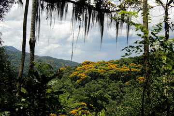 Trilha no rio Betary no parque estadual Petar no vale do ribeira estado de são paulo brazil, com...