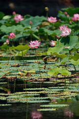 flower green  leaf