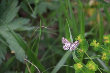 Papillon