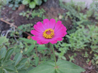 Flower pink remote nature background