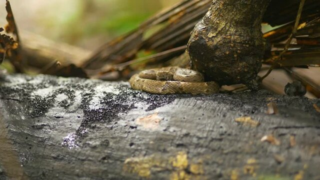 rattlesnake of the amazon jungle, crotalus durissus