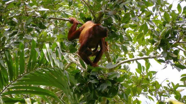 Howler monkey red, eating in the top tree, inside of amazon jungle