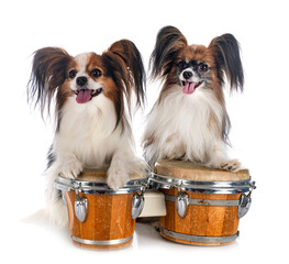 papillon dogs in studio