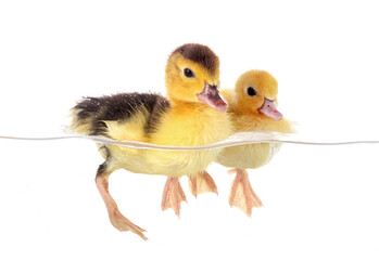 duckling in studio