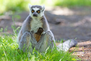 Ring-tailed lemur with a baby