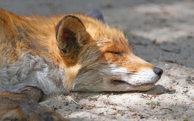Close up of a Red fox sleeping