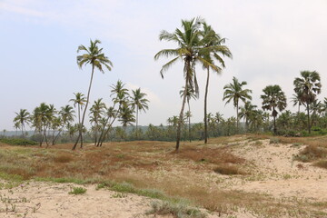 Fototapeta na wymiar field with palm trees Goa Morjim