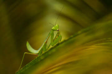 green praying mantis
