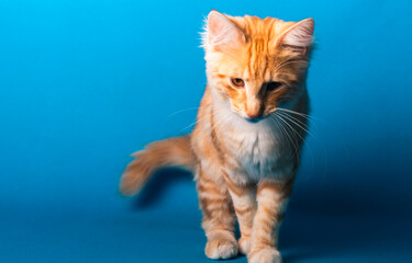 Orange Norwegische Waldkatze auf blauem Studio Hintergrund
