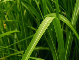 Obraz premium Grünes Bambus Blatt Nahaufnahme Close Up 