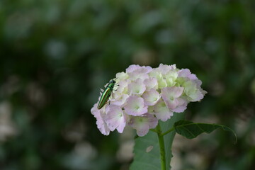 紫陽花にとまっているタマムシ