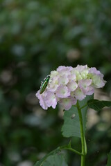 紫陽花にとまっているタマムシ