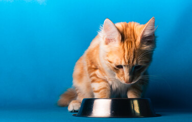 Orange Norwegische Waldkatze auf blauem Studio Hintergrund