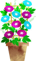 アサガオの鉢植えの水彩風イラスト