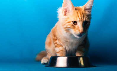 Orange Norwegische Waldkatze auf blauem Studio Hintergrund