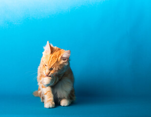 Orange Norwegische Waldkatze auf blauem Studio Hintergrund