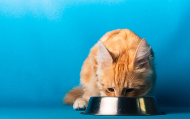 Orange Norwegische Waldkatze auf blauem Studio Hintergrund