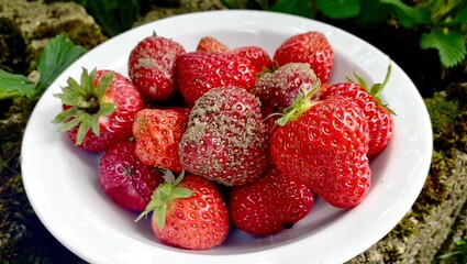 A plate full of freshly picked delicious beautiful strawberries from the house garden built on a moss-covered stump
