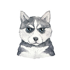 Watercolor dog Husky portrait. Hand painted puppy illustration isolated on white background. Cute animals pet for fashion design, T-shirt print, poster or greeting card. © Xenia800
