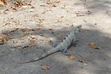 Iguana verde gris
