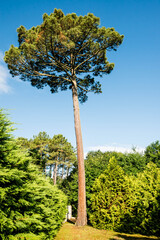 Fototapeta premium beautiful pine in a sunny garden