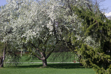 Flowers at Siberia