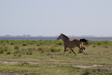 horses foals wild in the field pasture