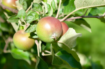 Apples bunch on branch of tree, first summer harvest, fruits, eco gardening. Healthy living. Close up.
