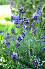 Lavender flowers in the garden, herbal plants, violet color. Healthy living.