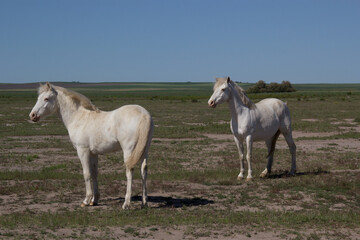 Obraz na płótnie Canvas horses foals wild in the field pasture