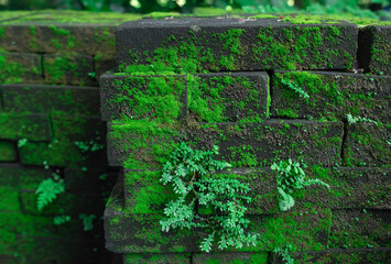 bricks in moss